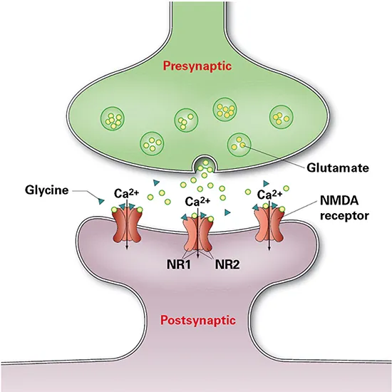 anti nmda receptor and anti glutamate